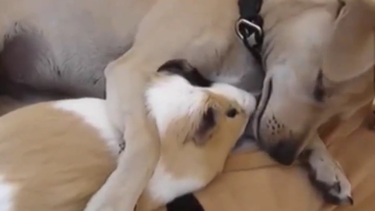 Hund und Meerschweinchen sind die dicksten Freunde und schmusen ganz herzallerliebst.