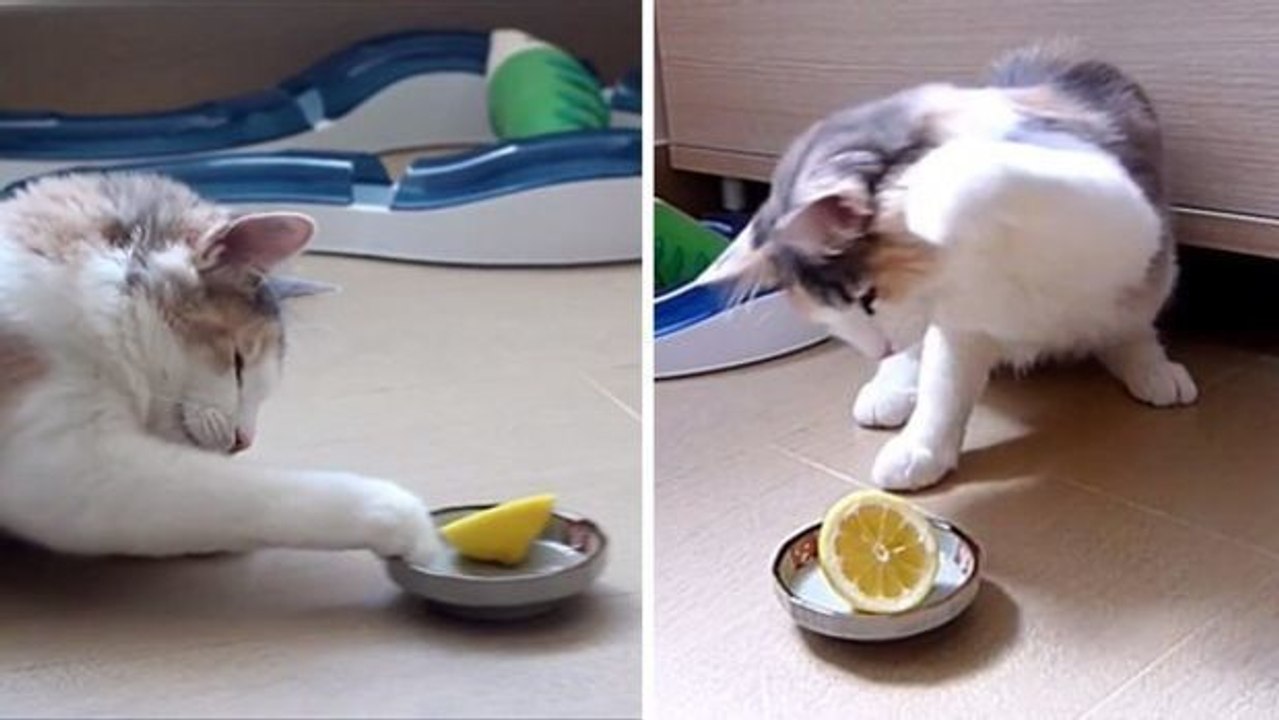 Wenn Katzen mit Zitronen konfrontiert werden... ganz drollige Reaktionen
