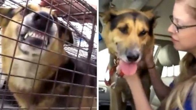 Dieser Hund wurde entlang der Bahngleise ausgesetzt... Doch dann fand sich eine gute Seele, um ihn zu retten.