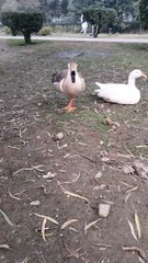 Goose  Noise Video By Kingdom of Awais