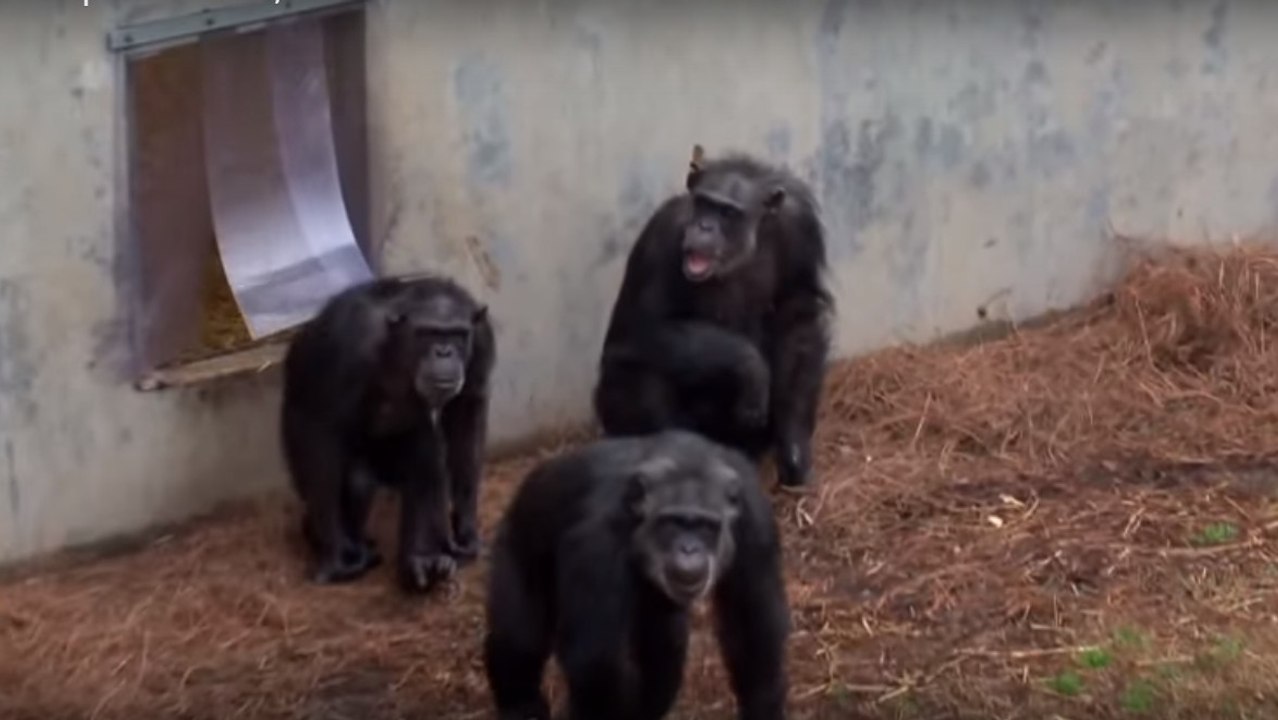 Ehemalige Labor-Schimpansen erleben zum ersten Mal die Freiheit.