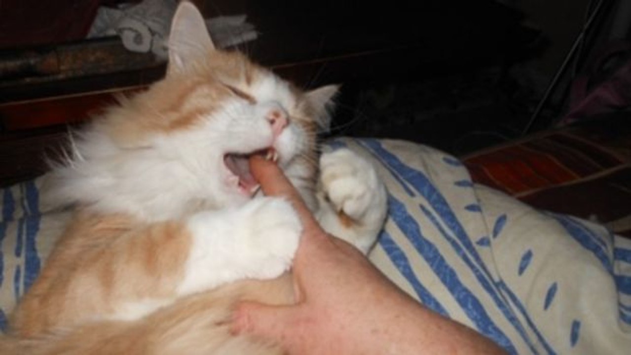 Warum Ihre Katze gern an Ihren Fingern knabbert.