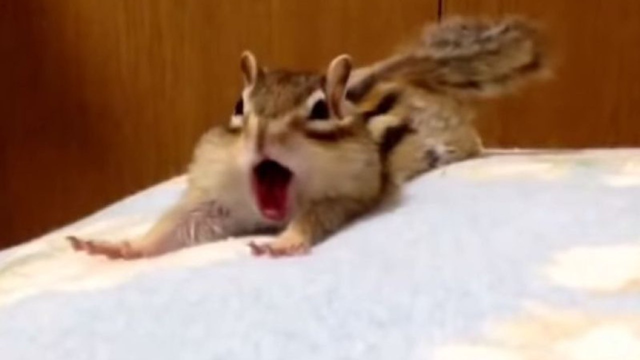 Dieses Streifenhörnchen wälzt sich morgens in den Laken und ist extrem süß!