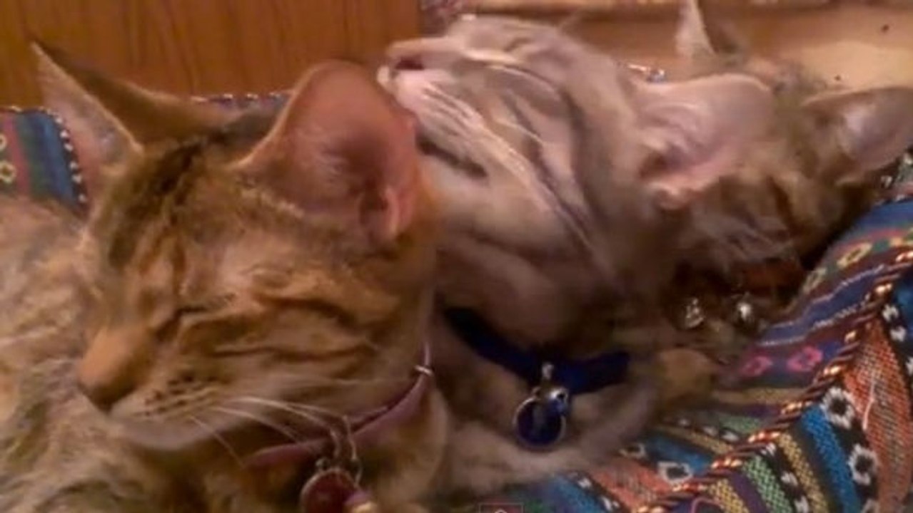 Diese Katzen haben eine ganz eigene Technik der Körperpflege: gegenseitig ist besser!