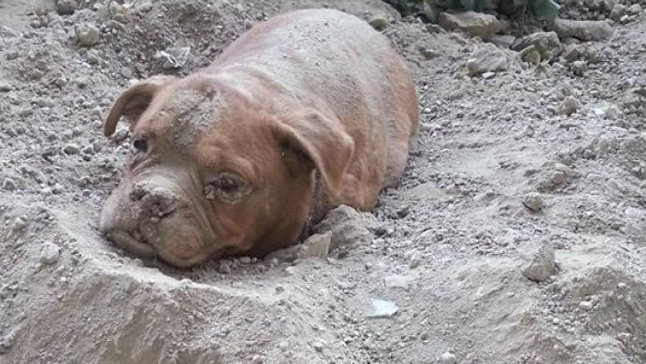 Spaziergänger findet Hündin. Erst beim Ausgraben entdeckt er die traurige Wahrheit!