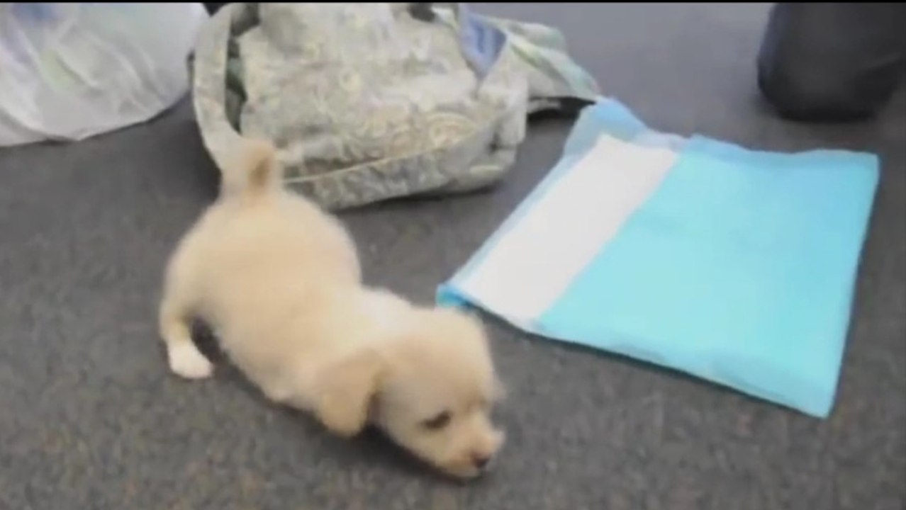 Dieser kleine Hund wurde ohne Vorderbeine geboren und lernt mit Hilfe von Rollen laufen