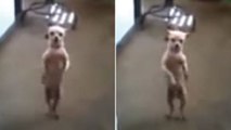 Dieser Chihuahua tanzt auf den Hinterpfoten zu den Klängen von 