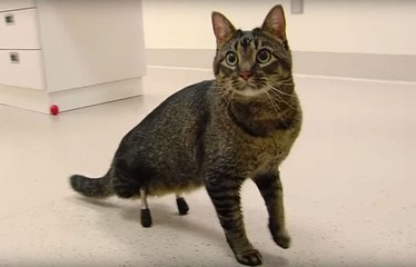 Der amputierte Kater Vincent kann mit Hilfe seiner Implantate wieder laufen!