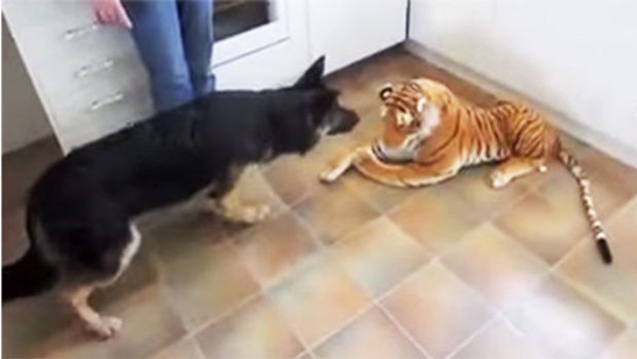 Dieser Schäferhund hat panische Angst vor einem Kuscheltiger