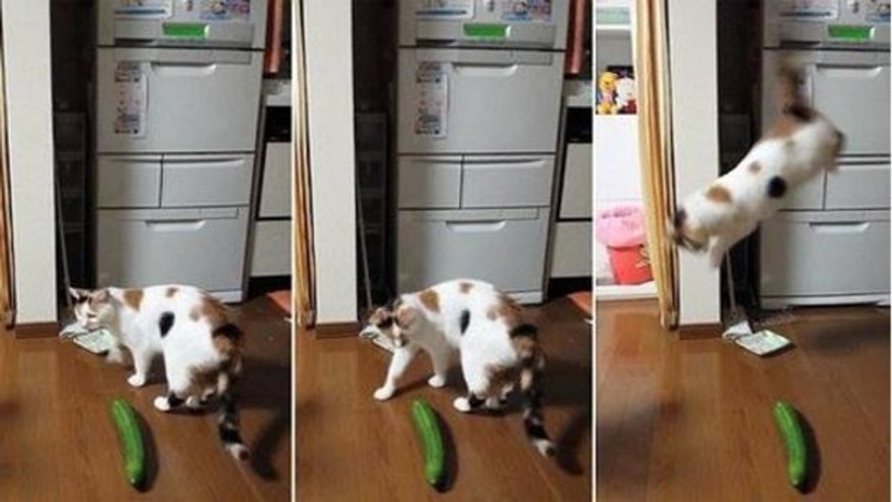 Warum in aller Welt haben Katzen so schreckliche Angst vor Salatgurken?