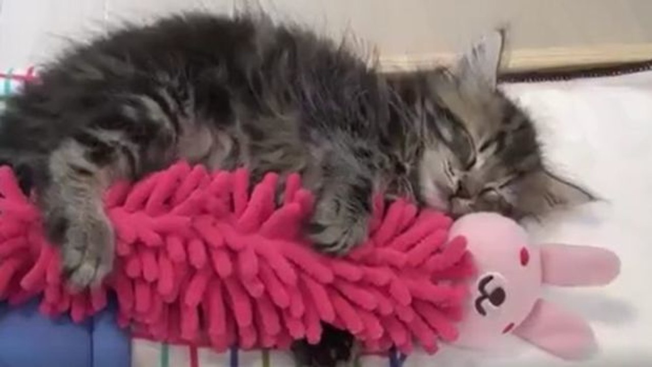 Dieses Kätzchen schmiegt sich im Schlaf ganz fest an sein rosa Kuschelhäschen