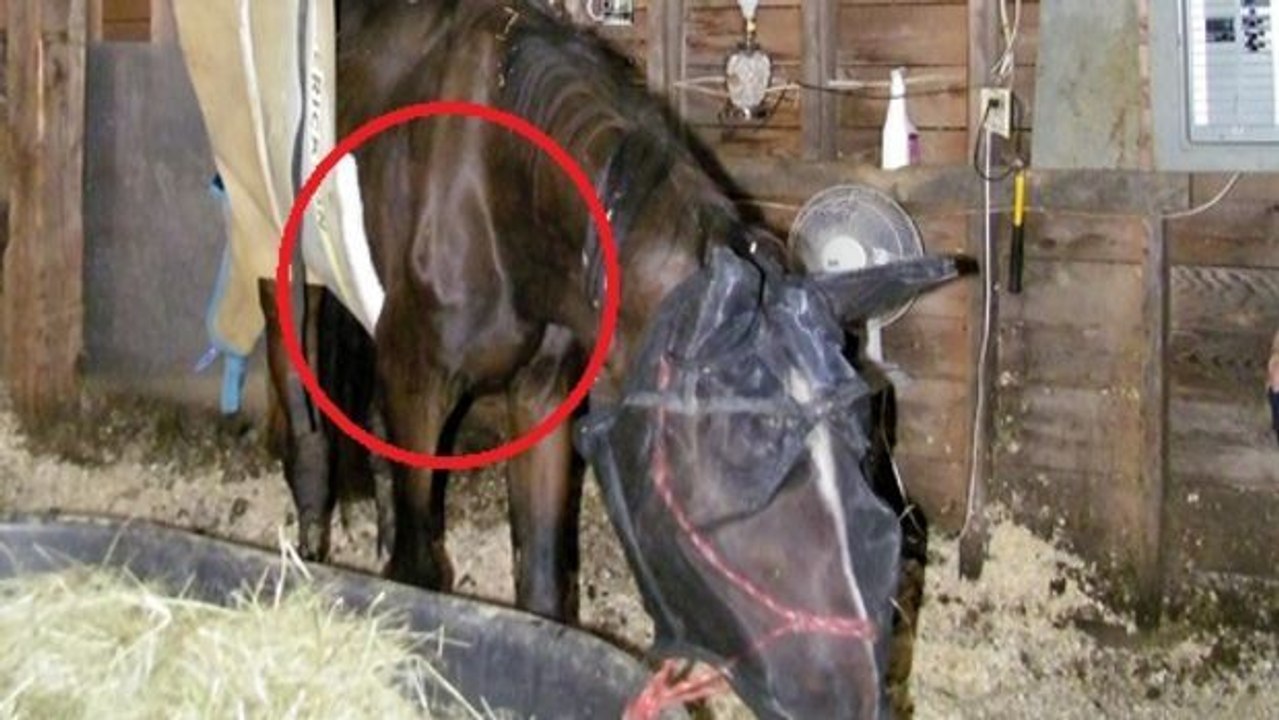 Dieses Pferd wäre sehr bald an Hunger gestorben. Aber eine Frau hat es bei sich aufgenommen.