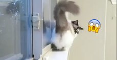 Die Katze steckt auf dem Fensterbrett fest! Achtet auf ihre geniale Reaktion!