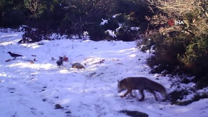 Kurtlara bırakılan etler karga ve çakallara yem oldu