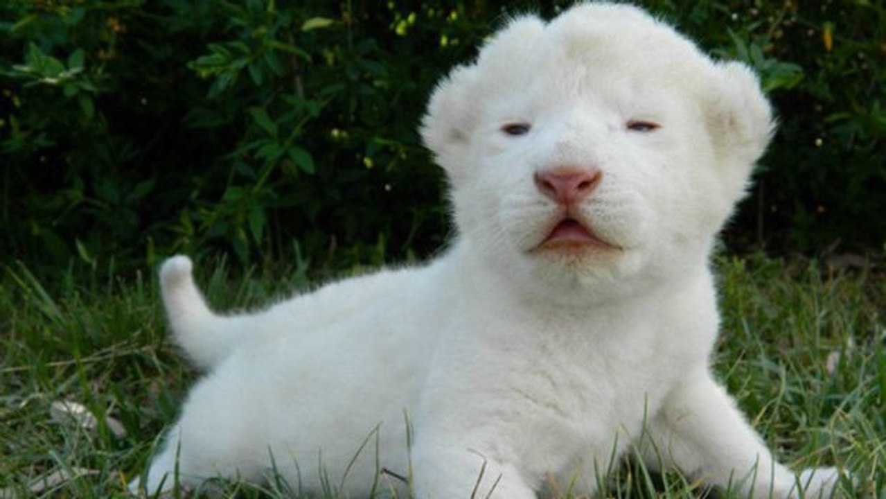 Geburt eines weißen Löwen in Brasilien.