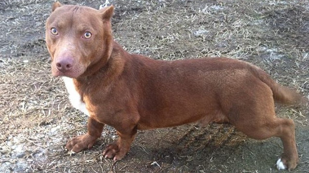 Ratet mal wer die Eltern dieses Hundes sind!