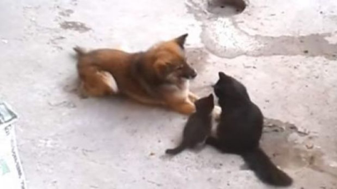 Diese Katze stellt ihre Jungen einem ausgewachsenen Schäferhund vor!
