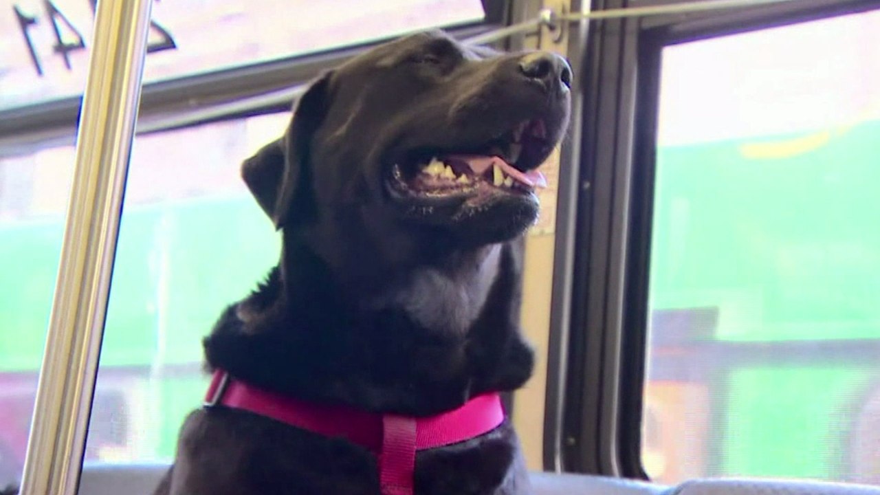 Diese Hündin nimmt ganz allein den Bus