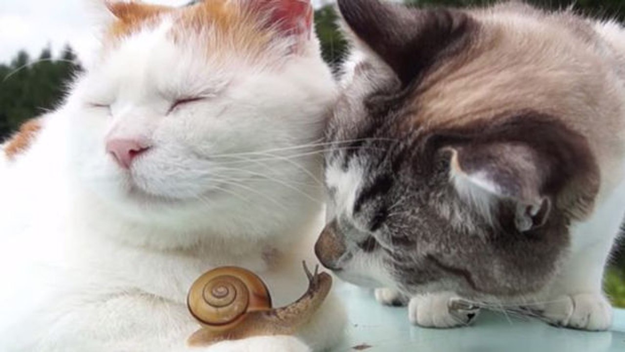 Zwei Katzen sind fasziniert von einer Schnecke