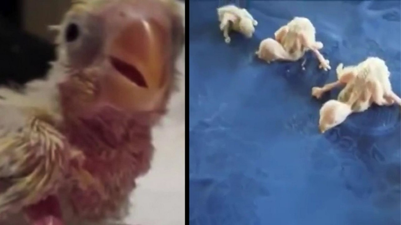 Dieser missgebildete kleine Papagei wurde von seinen Eltern verstoßen, doch sein Besitzer verhalf ihm zu einem normalen Leben