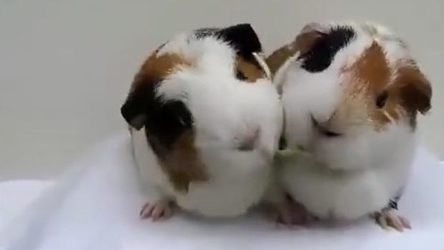 Die berühmte Spaghetti-Szene aus Susi und Strolch wird hier von zwei Meerschweinchen repliziert...