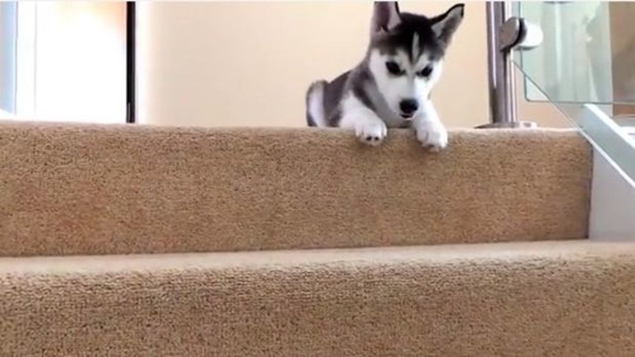Dieser Husky-Welpe traut sich nicht die Treppe hinunter ohne sein Herrchen