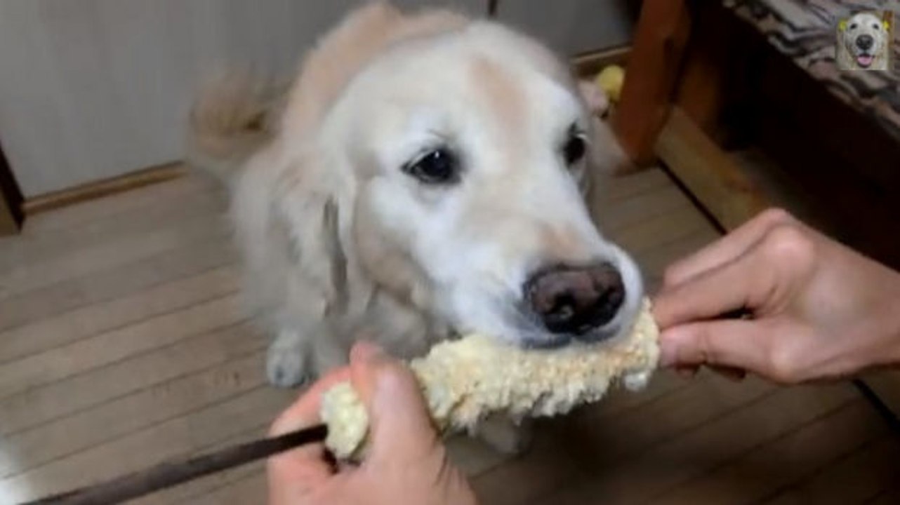 Dieser Hund hat Mais zum Fressen gern!