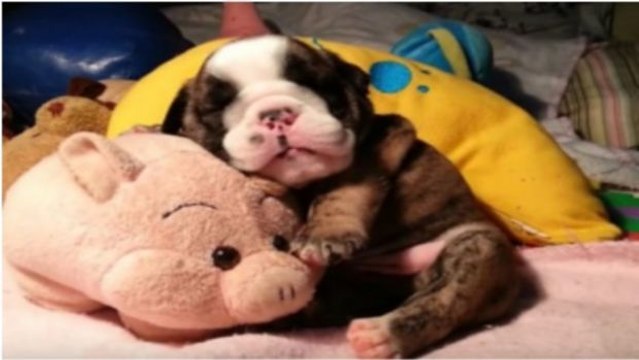 Diese kleine Bulldogge macht ein Schläfchen mit ihrem Kuscheltier... Ein niedlicher Anblick!