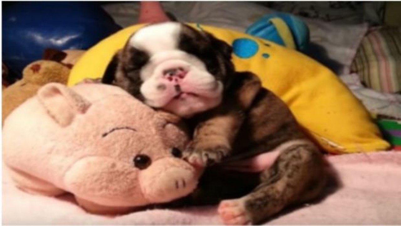Diese kleine Bulldogge macht ein Schläfchen mit ihrem Kuscheltier... Ein niedlicher Anblick!