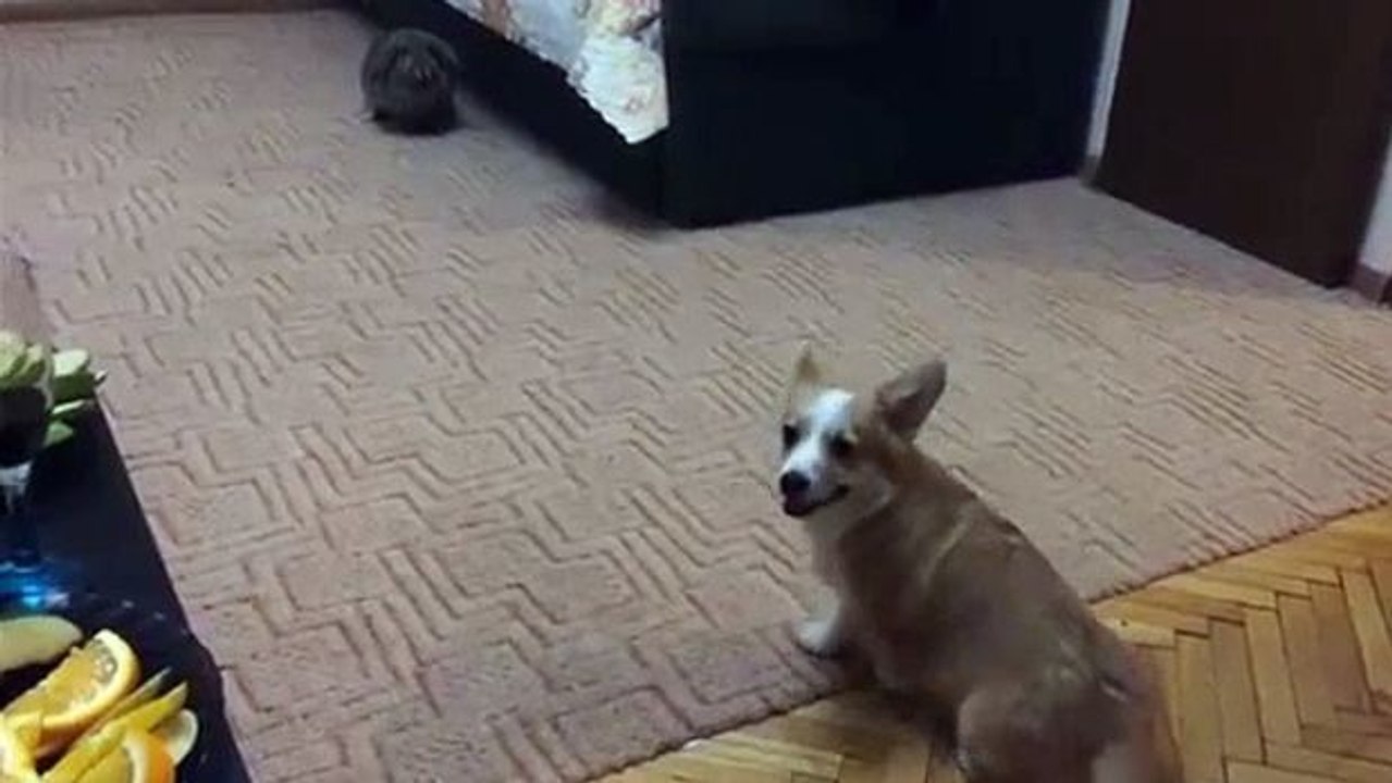 Der Corgi trifft zum ersten Mal auf ein Kaninchen. Seine Reaktion rührt zu Tränen