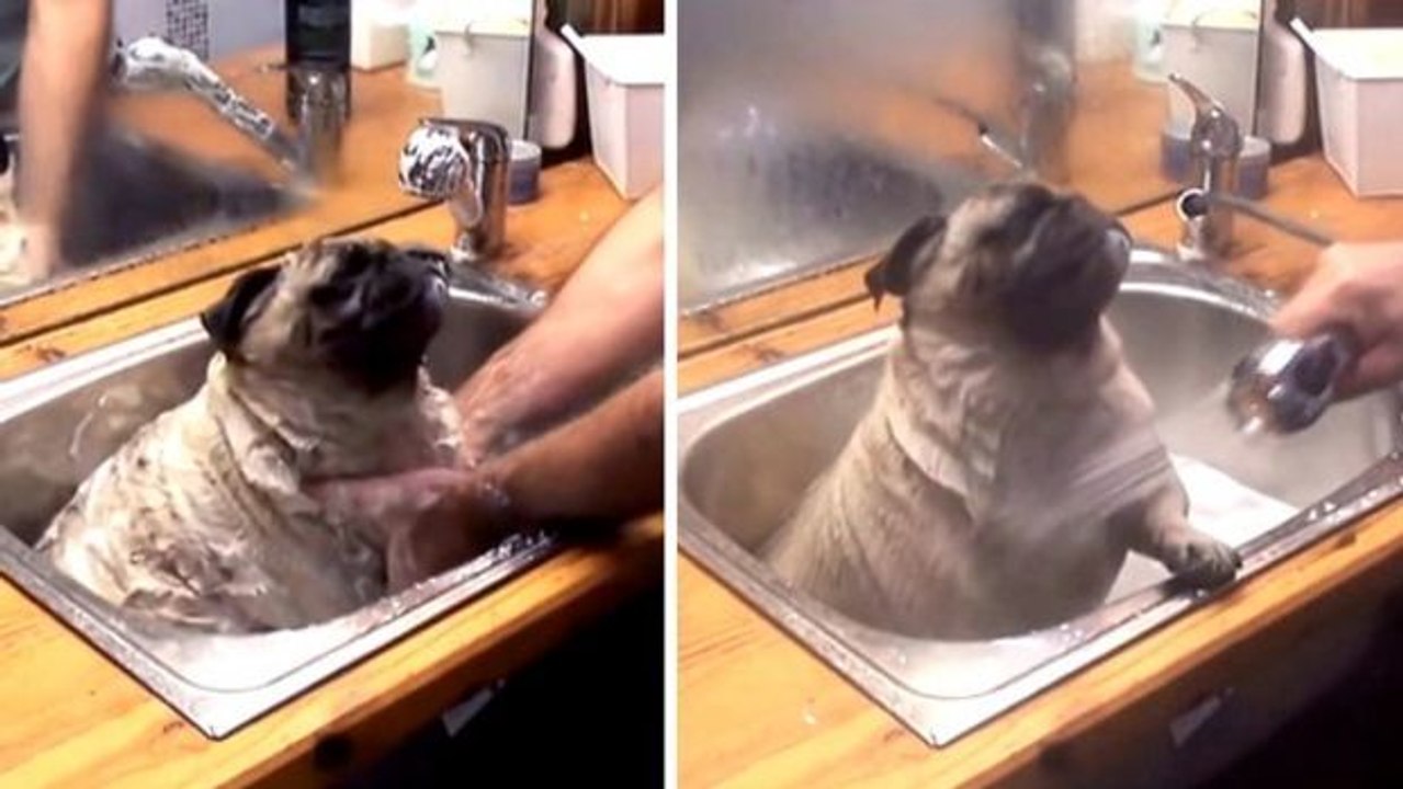 Dieser Mops liebt sein tägliches Bad