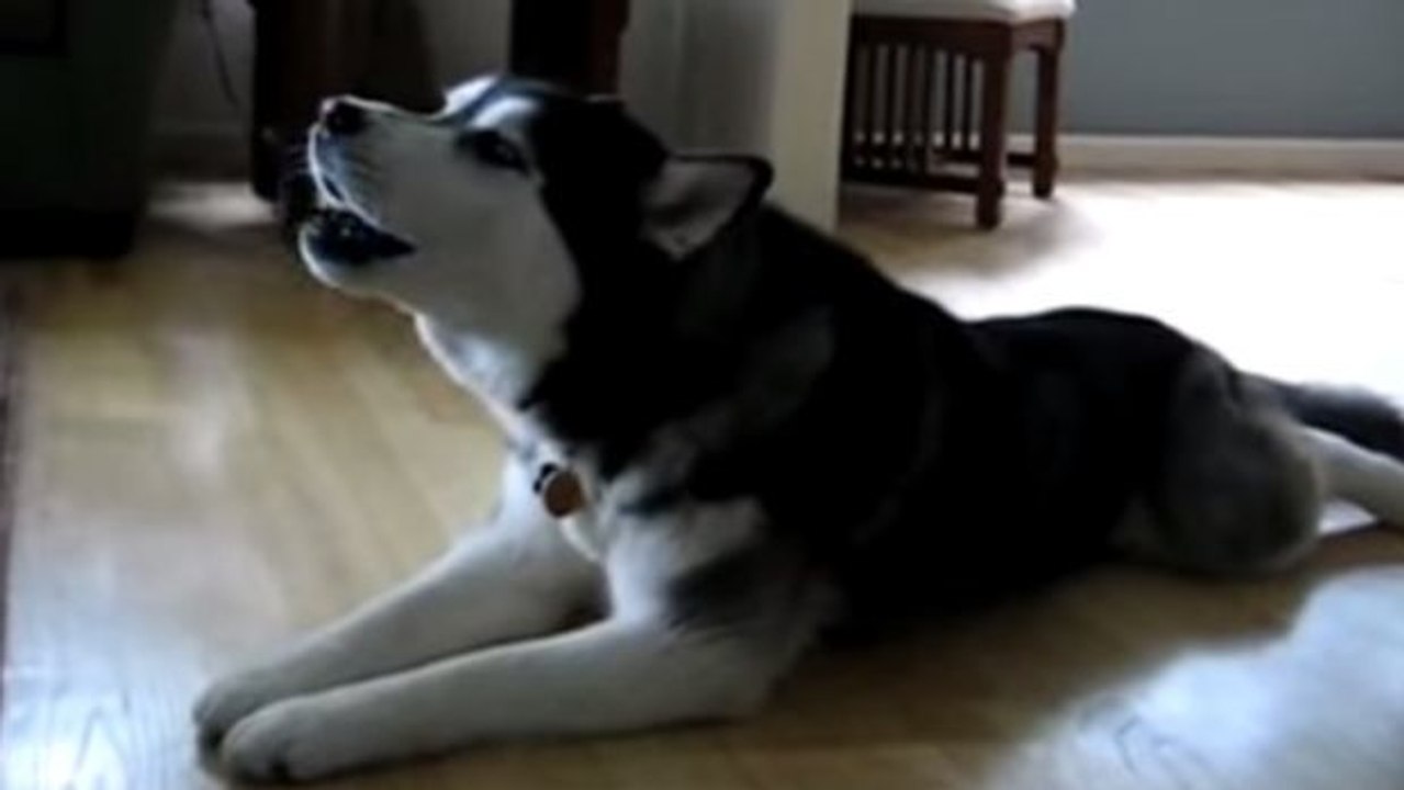 Dieser Huskey hat den Rhythmus im Blut
