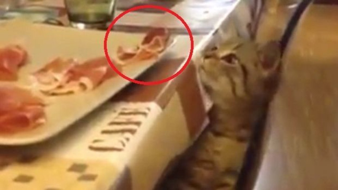 Ein schlaues Kätzchen... und ein charmanter kleiner Tischräuber!