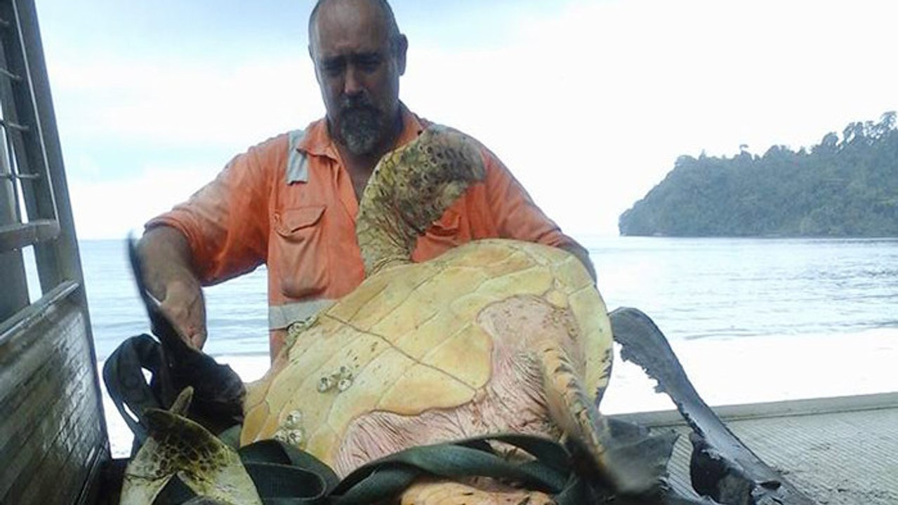 Dieser mann kauft schildkröten auf dem markt und berührt damit viele herzen