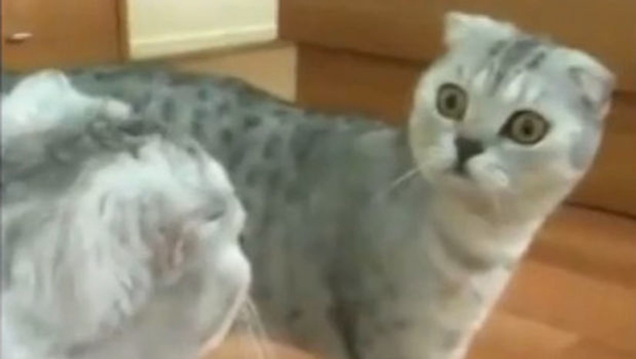 Eine Katze und ihr Spiegelbild