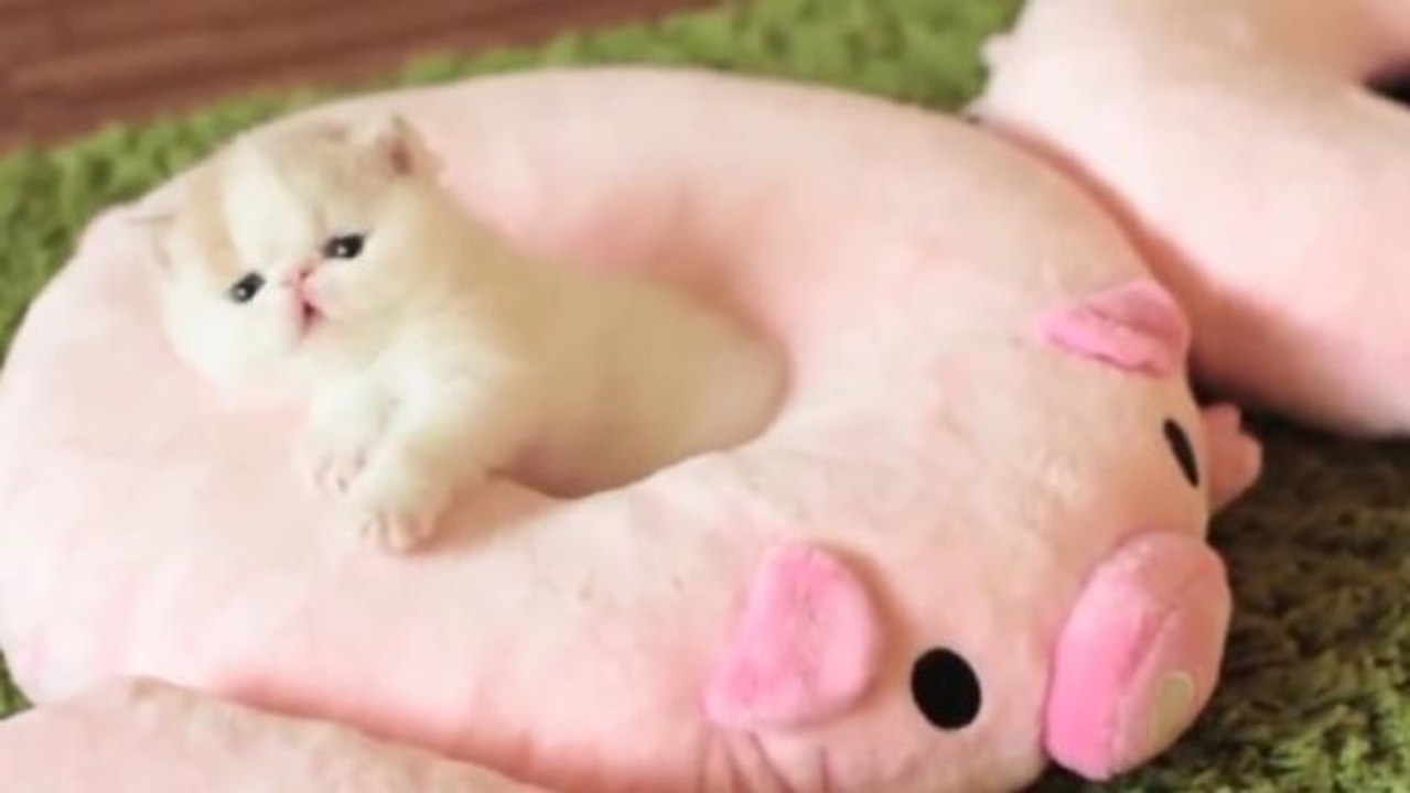 Diese Kätzchen auf ihren Kuschelschweinchen sind herzallerliebst!