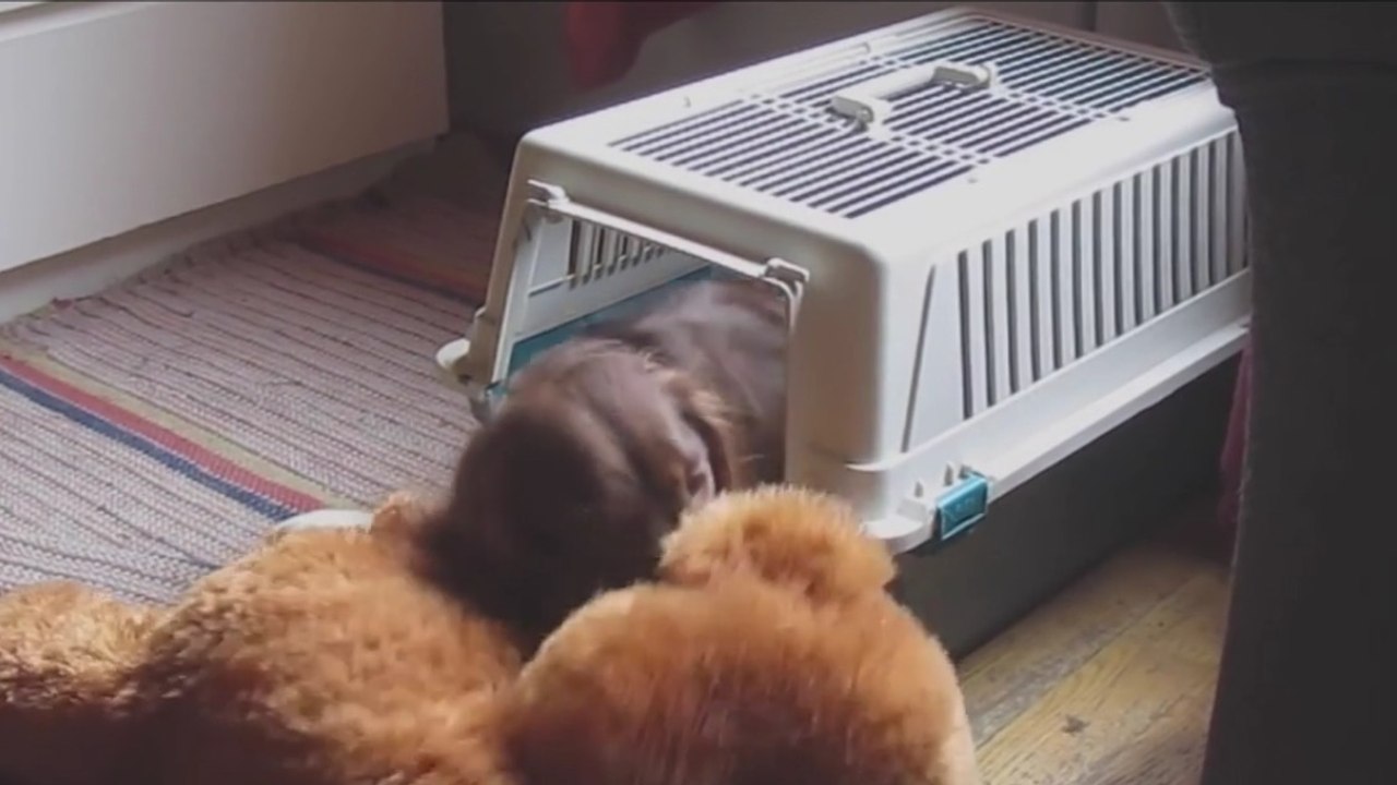 Dieser Hund will unbedingt mit seinem Kuscheltier schlafen...