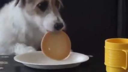 Der besterzogenste Hund der Welt!