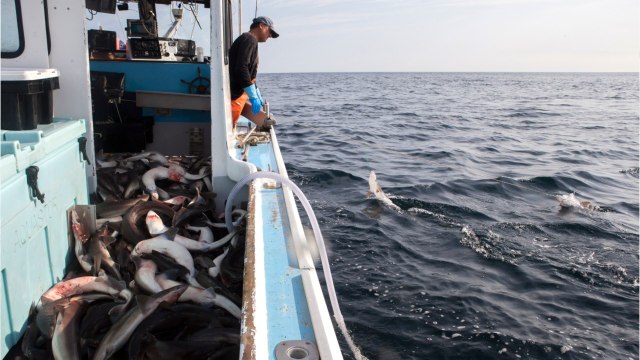 Le traffic des ailerons de requins