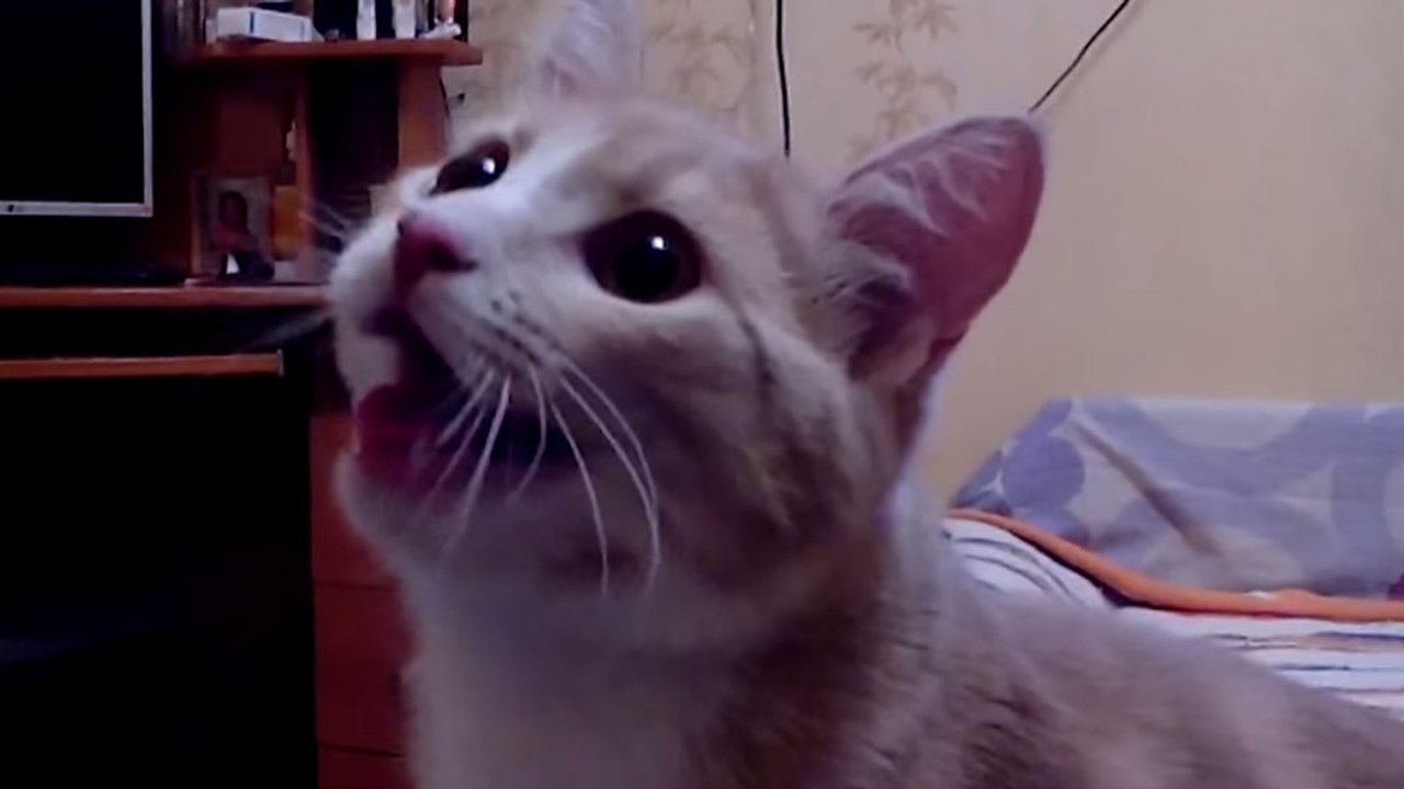 Diese Katze verhält sich wie ein Hund!