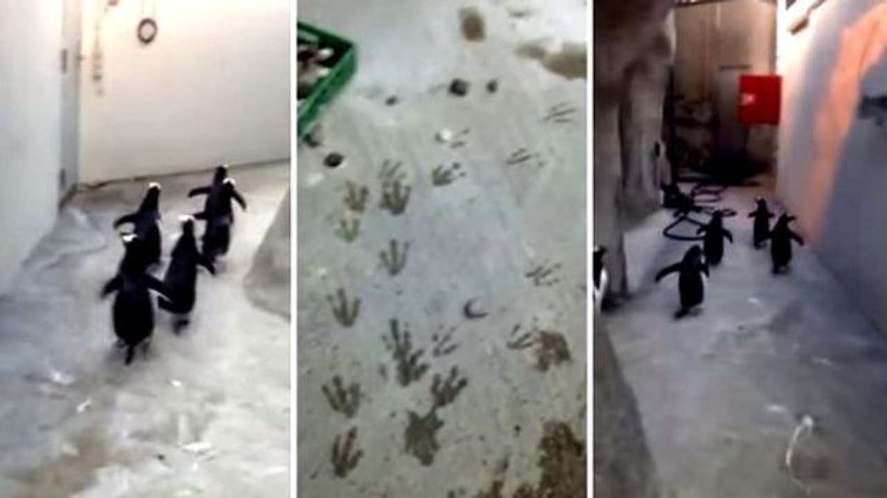 Diese Pinguine versuchen, sich aus dem Staub zu machen, doch werden dabei erwischt!