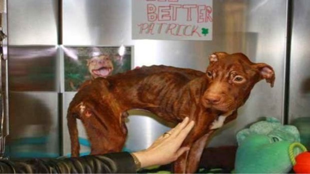 Müllmann findet Hund in Mülltonne