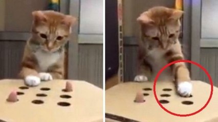 Diese Katze lässt sich von ihrem Frauchen beim spielen austricksen