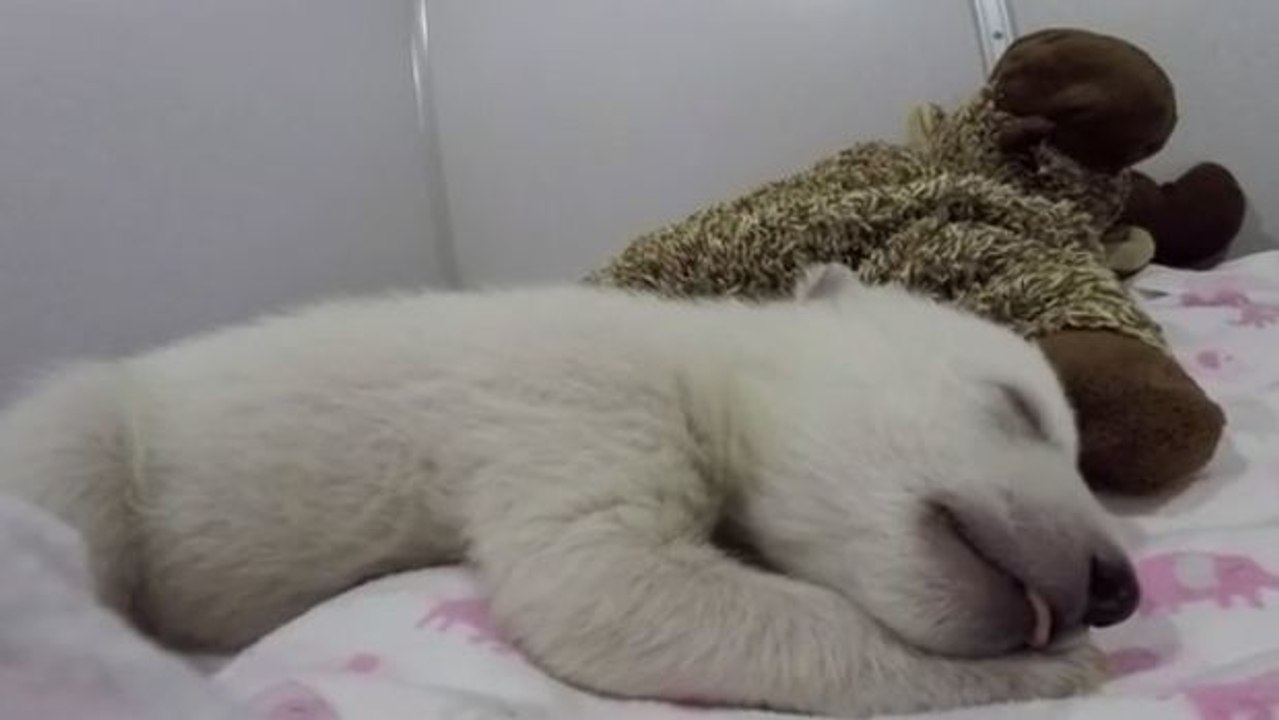 Dieses Polarbärchen träumt süß und schläft tief und fest