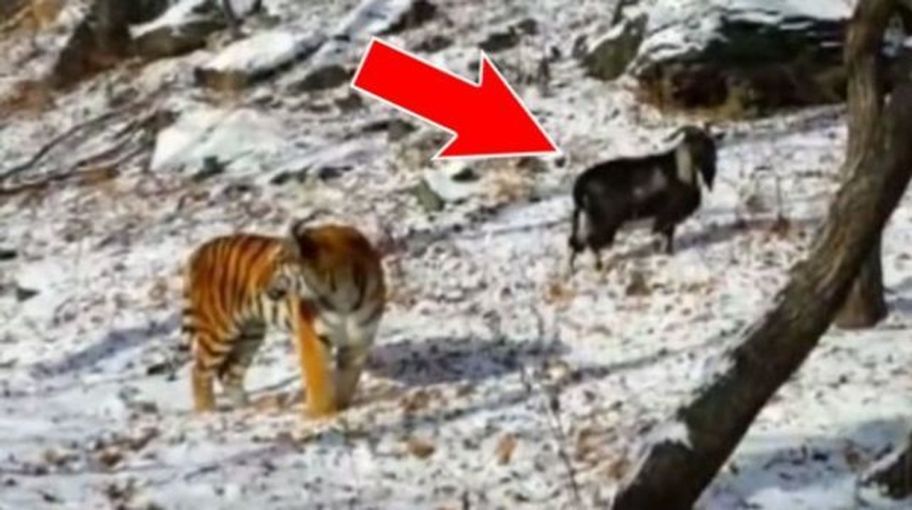 Der Tiger Amur schließt Freundschaft mit einer Ziege, die eigentlich zum Fressen bestimmt war