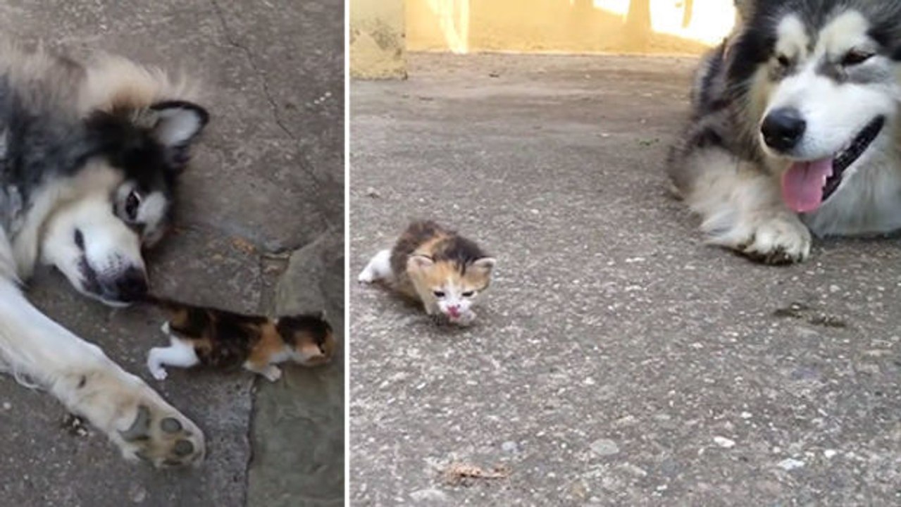 Verwaistes Kätzchen trifft großen Hund