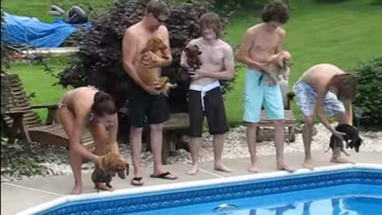 Ein lustiges Rennen unter Hunden