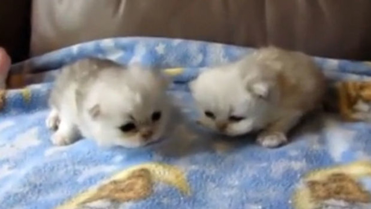 Diese Kitten sind so süß, dass sie dich dahinschmelzen werden lassen...