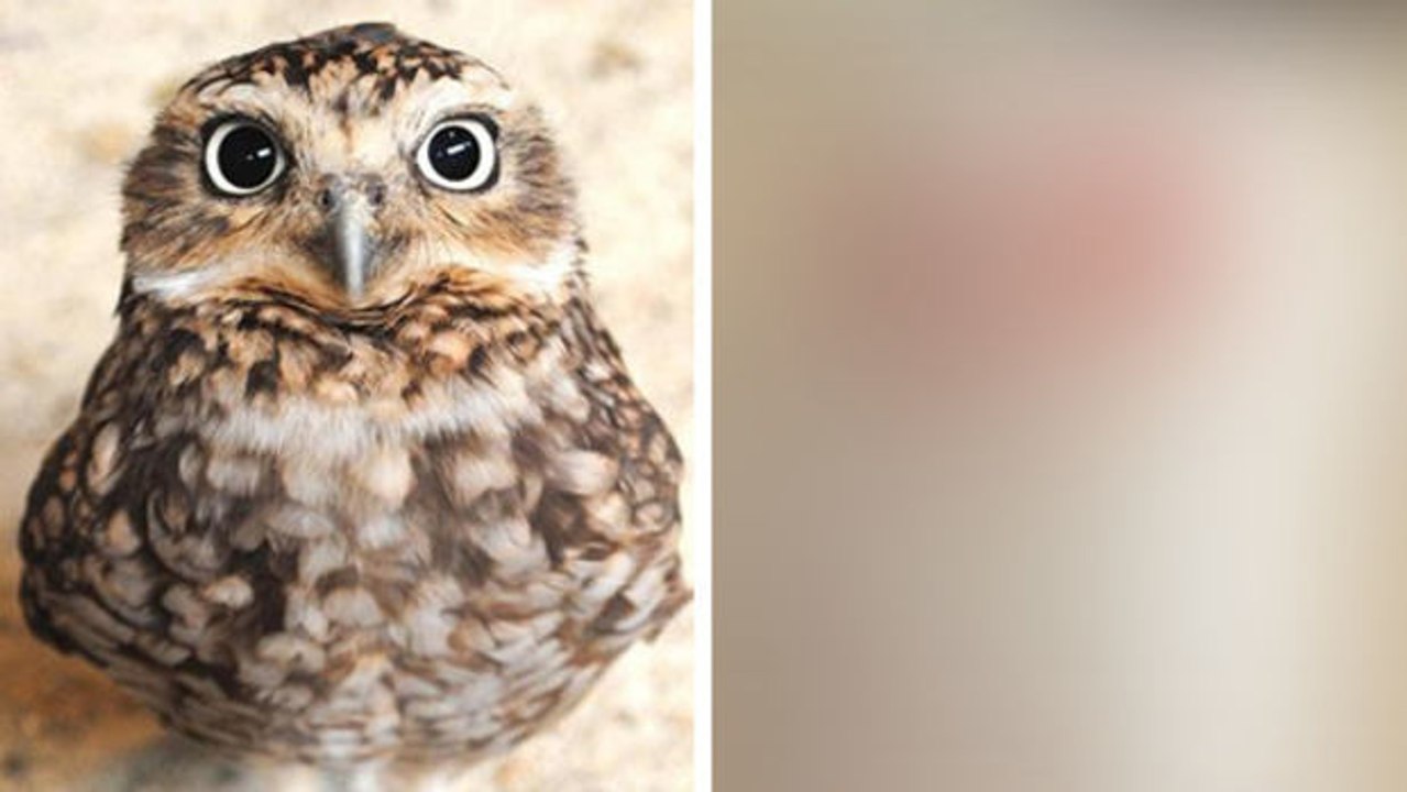 Wie süß! Eine niedliche Albino-Eule