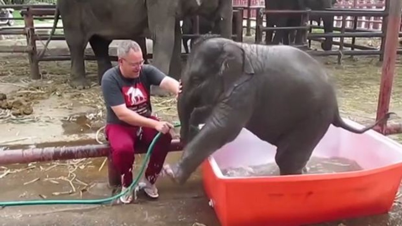 Wenn ein Elefantenbaby im Zoo baden geht